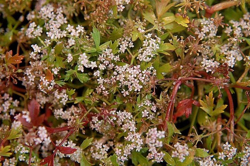 Helosciadium crassipes / Sedano di Sardegna